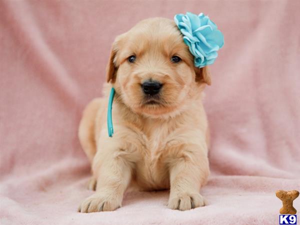 breeders Picture 1